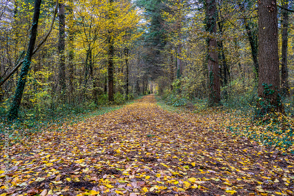 Direct path in the middle of the forest Direct path in the middle of the forest