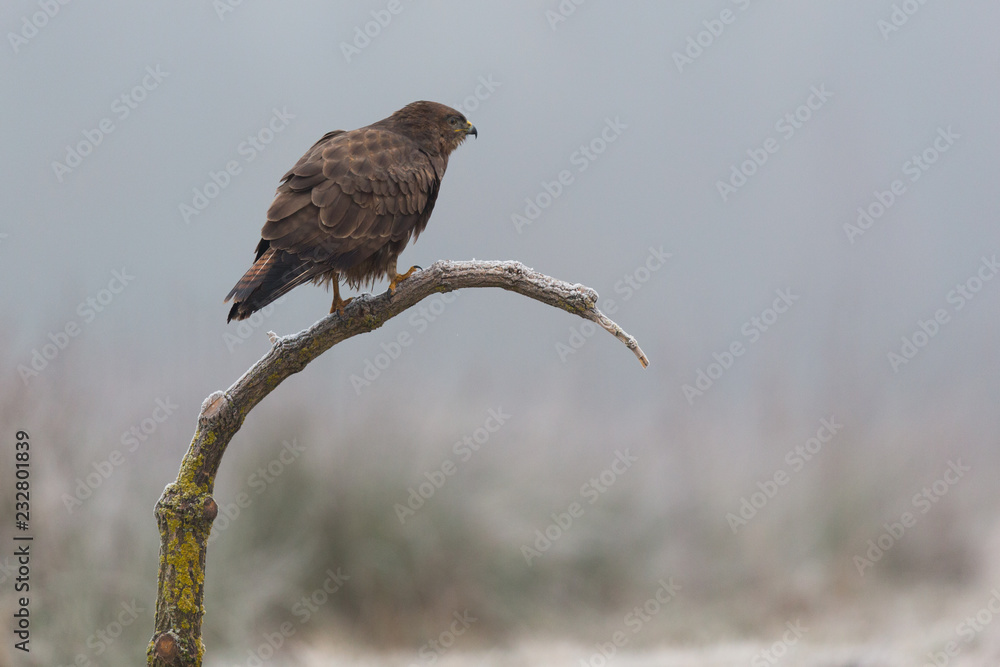 Birds - Common Buzzard (Buteo buteo)