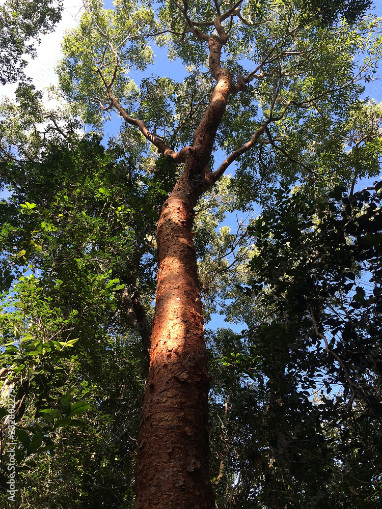 Fototapeta premium Großer Baum mit massivem Stamm in Florida