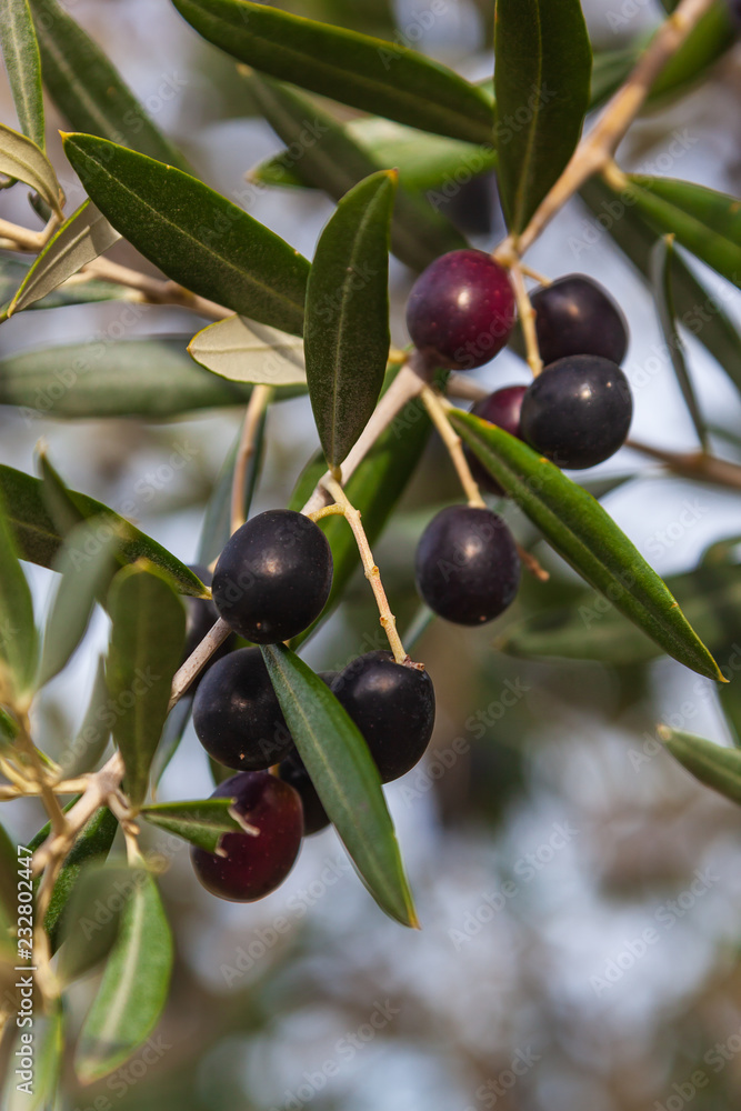 Olive-tree branch with ripe black olives on the natural blurred background with selective focus, Tuscany, Italy Olive-tree branch with ripe black olives on the natural blurred background with selective focus, Tuscany, Italy