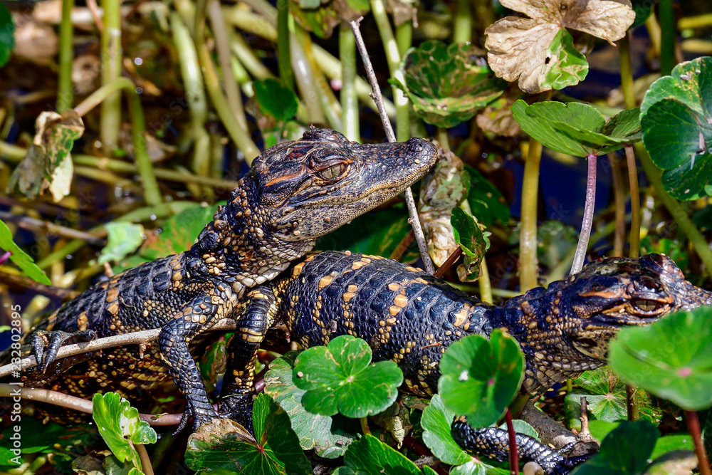 Obraz premium American alligator babies