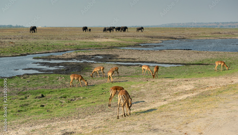 Fototapeta premium tierreiche Landschaft mit Impala Antilopen und Elefanten am Chobe River, Chobe Nationalpark, Botswana