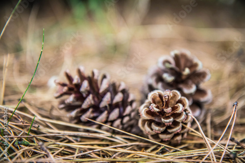 The pine tree cones fallen from a tree on the ground