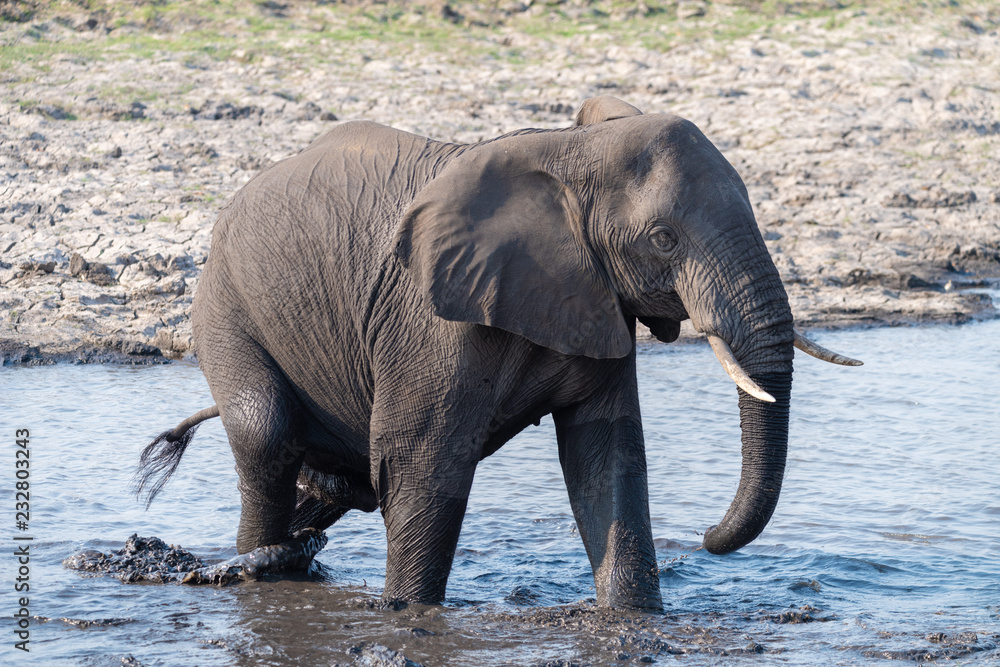 Obraz premium ein Elefant läuft durch das schlammige Wasser am Chobe River, Chobe Nationalpark, Botswana