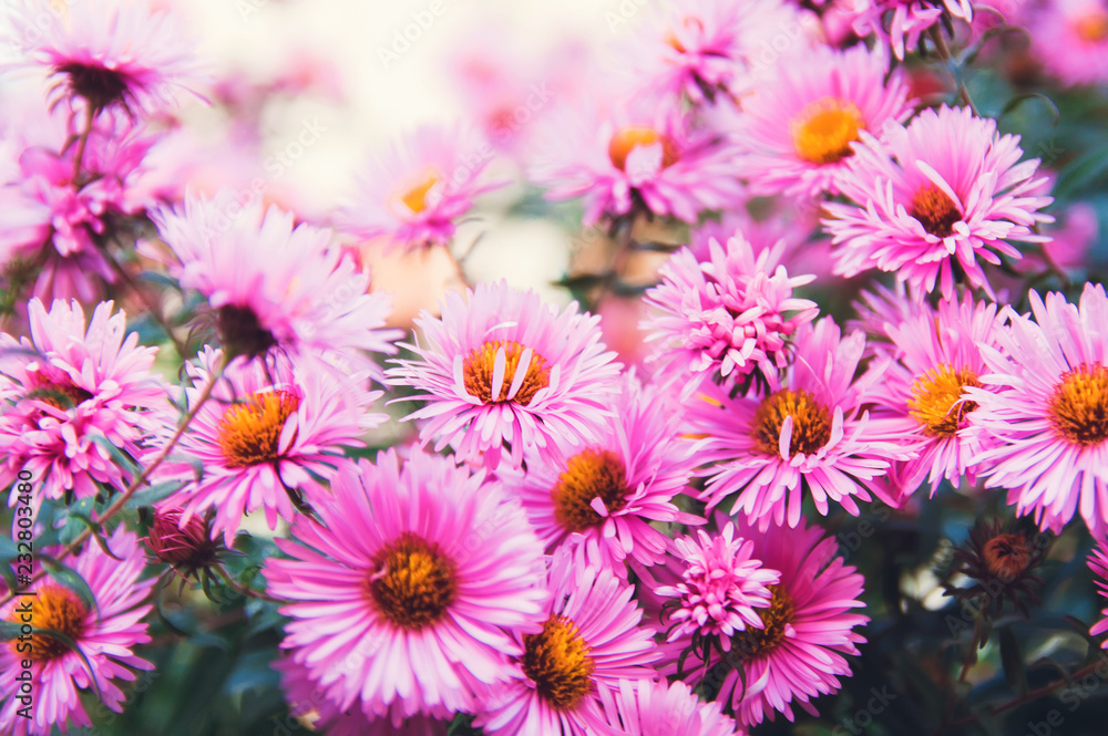Small pink autumn flowers. Beautiful natural background. Toning style instagram. Small pink autumn flowers. Beautiful natural background. Toning style instagram.