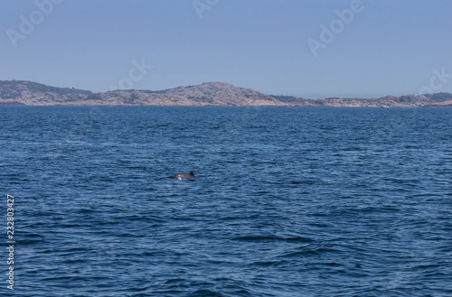 Quadro em tela Baltic whales in open sea