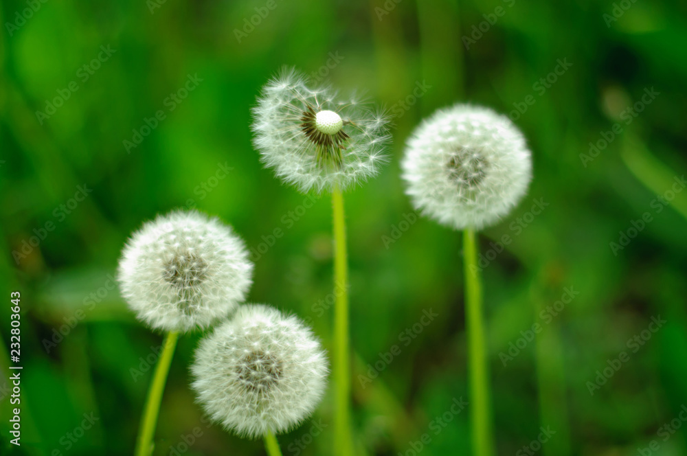 dandelion dandelion