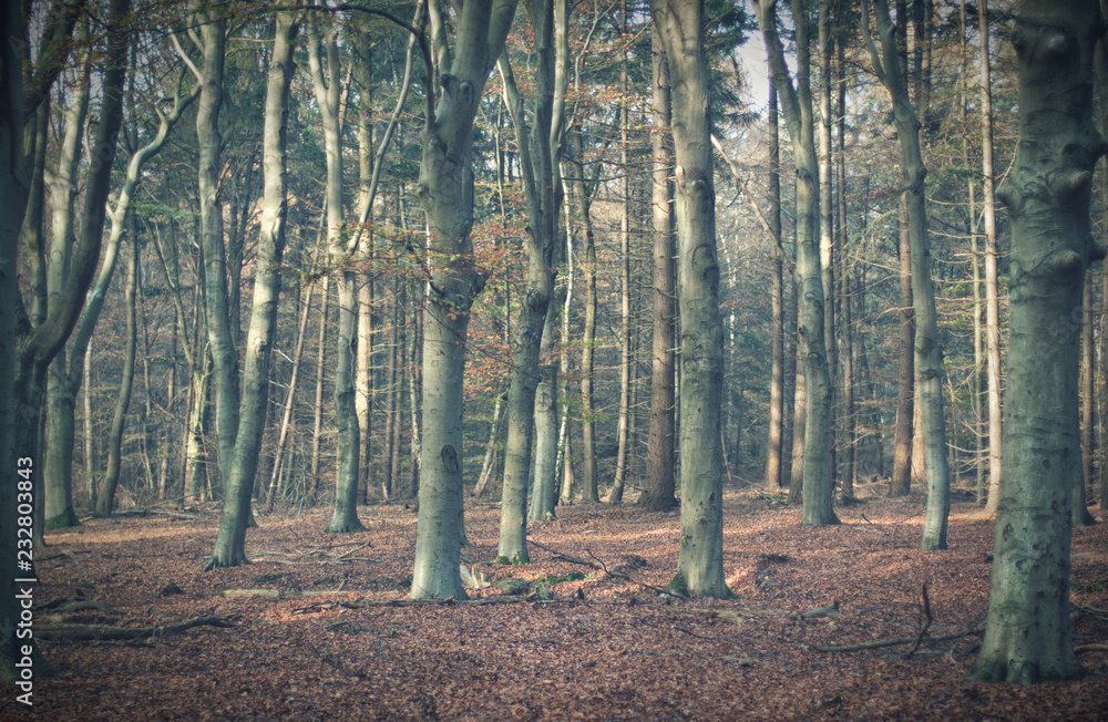 Vintage autumn forest in Amerongen with sunlight on trees.