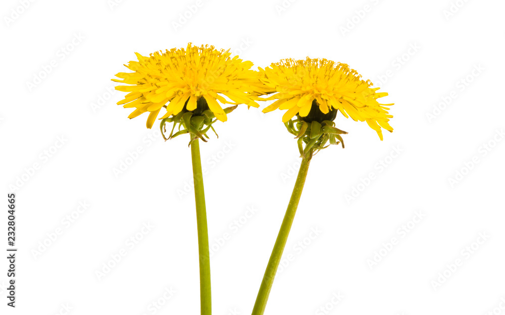 Obraz premium kwiat mniszka lekarskiego na białym tle