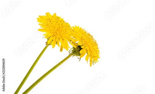 Fototapeta Naklejka Na Ścianę i Meble -  dandelion flower isolated