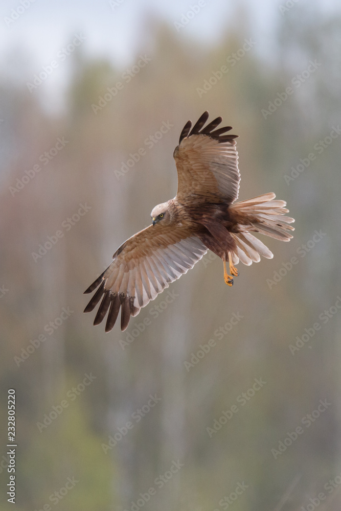 Birds of prey - Marsh Harrier (Circus aeruginosus), landing Birds of prey - Marsh Harrier (Circus aeruginosus), landing