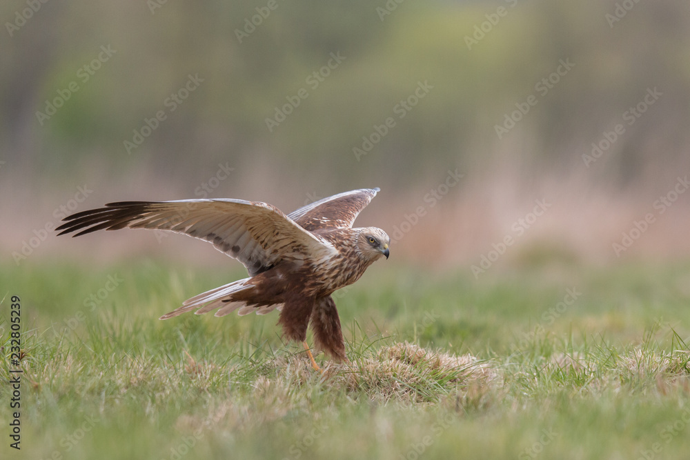 Fototapeta premium Birds of prey - Marsh Harrier (Circus aeruginosus), landing