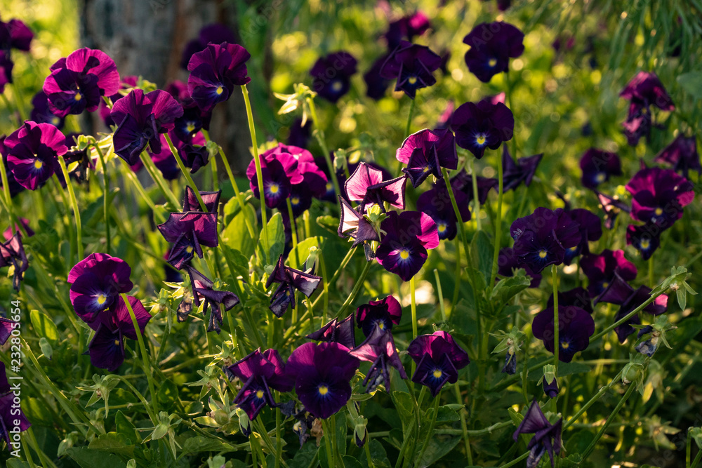 pansies, sunset, sun, grass