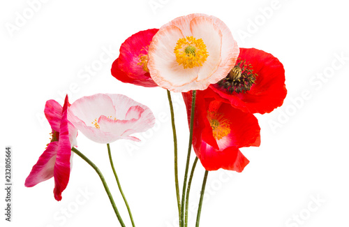 Fototapeta Naklejka Na Ścianę i Meble -  beautiful poppies isolated