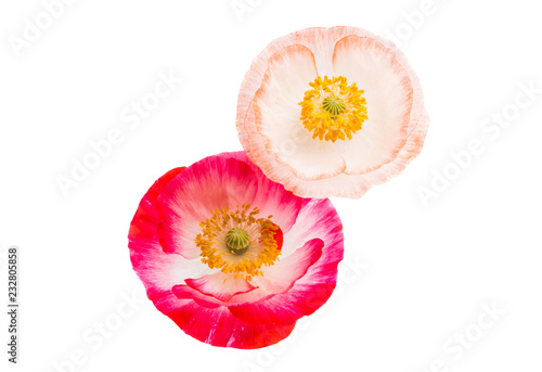 Fototapeta Naklejka Na Ścianę i Meble -  beautiful poppies isolated