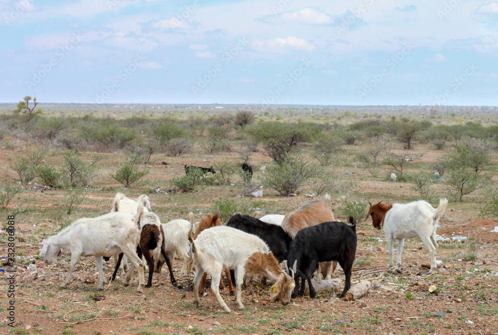 Goats on overgrazed land inAfrica