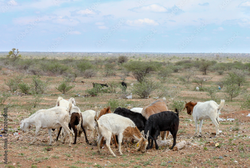 Goats on overgrazed land inAfrica Goats on overgrazed land inAfrica