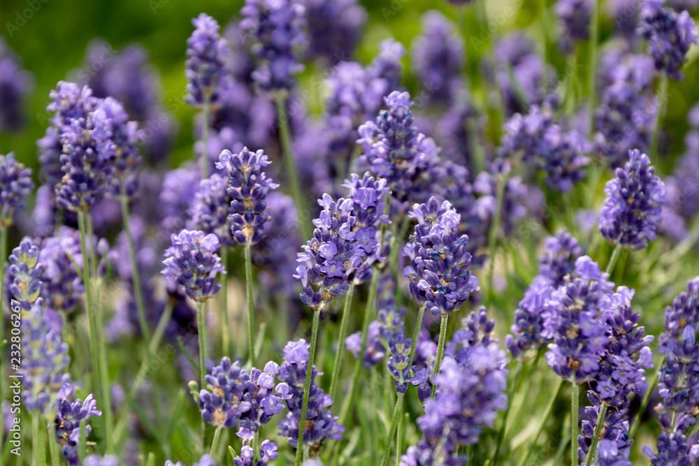 lavender lavender