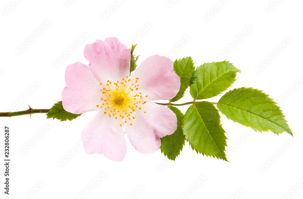 Fototapeta premium dzika róża na białym tle