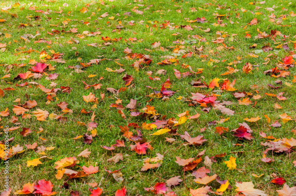 Jesienne kolorowe liście na trawie 