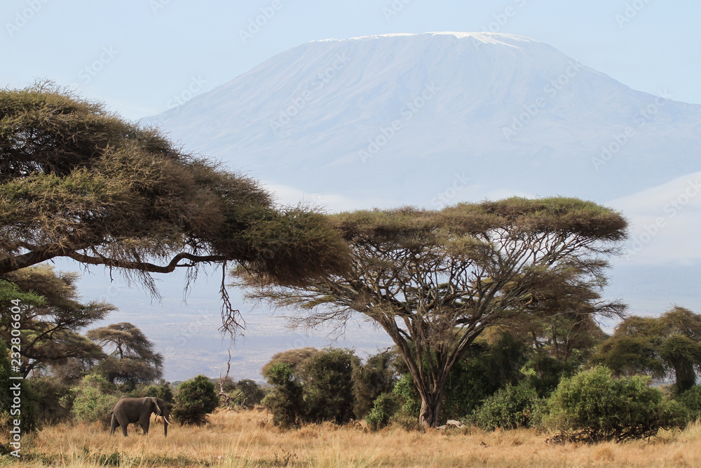 Fototapeta premium Kilimanjaro