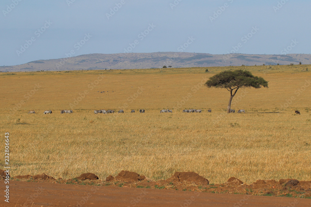 Afrikanische Wildnis Afrikanische Wildnis