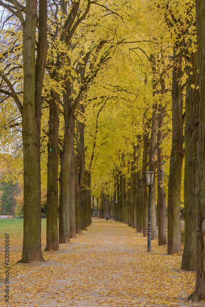 Fototapeta premium Park im Herbst