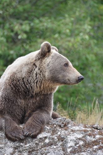 Wallpaper Mural Orso Torontodigital.ca