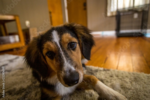 baguette