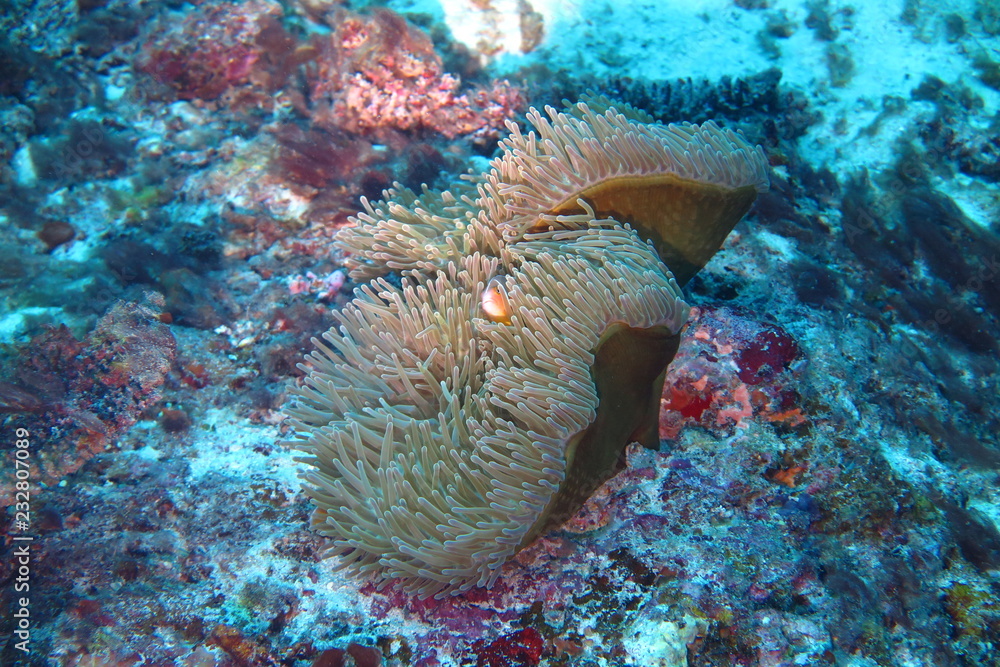 Obraz premium Underwater Fiji