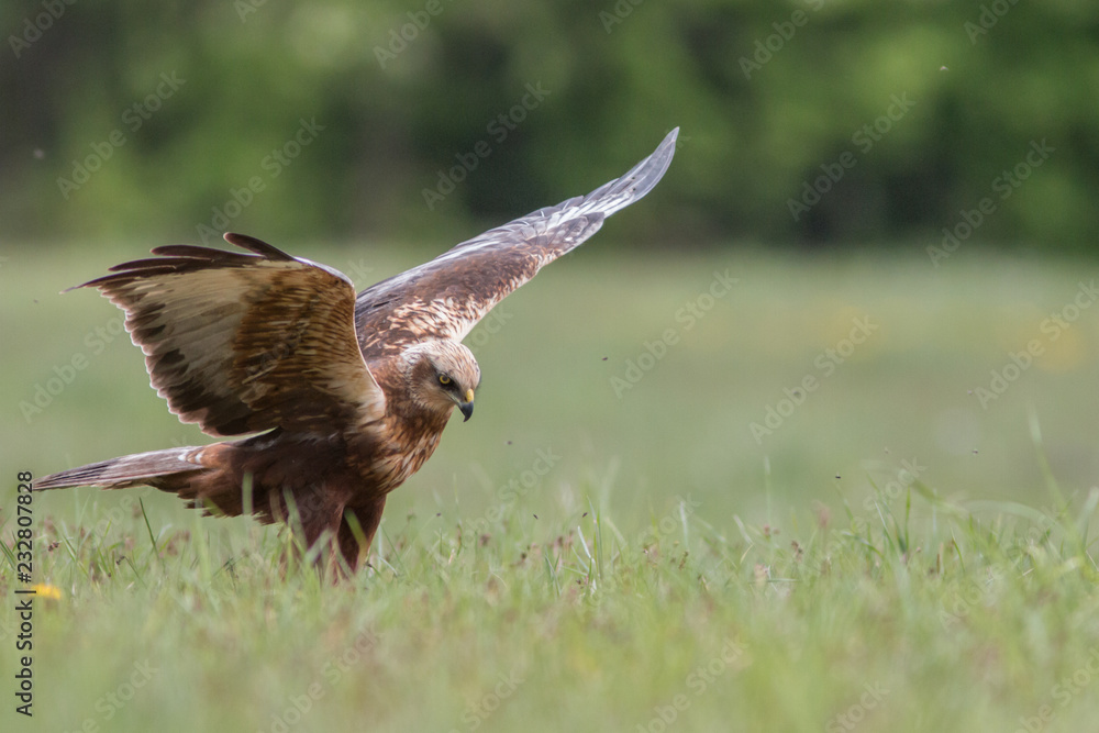 Obraz premium Birds of prey - Marsh Harrier (Circus aeruginosus), landing