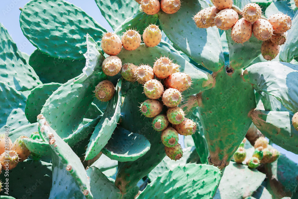 Prickly pear cactus with fruits also known as Opuntia, ficus-indica, Indian fig opuntia on the street of Acitrezza, Catania, Sicily Prickly pear cactus with fruits also known as Opuntia, ficus-indica, Indian fig opuntia on the street of Acitrezza, Catania, Sicily