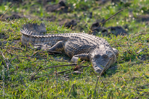 ein Krokodil schl  ft am Ufer des Chobe Rivers  Chobe Nationalpark  Botswana