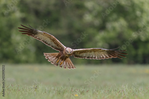 Birds of prey - Marsh Harrier (Circus aeruginosus), landing