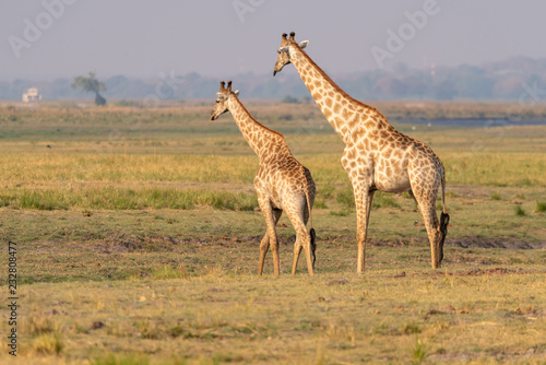 Giraffen am Chobe River, Chobe Nationalpark, Botswana