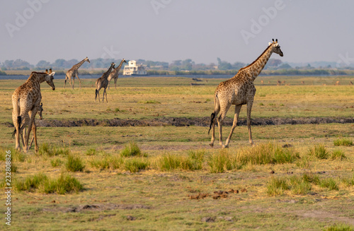 Giraffen am Chobe River, Chobe Nationalpark, Botswana