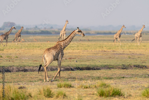 Giraffen schreiten   ber die Marsch am Chobe River  Chobe Nationalpark  Botswana