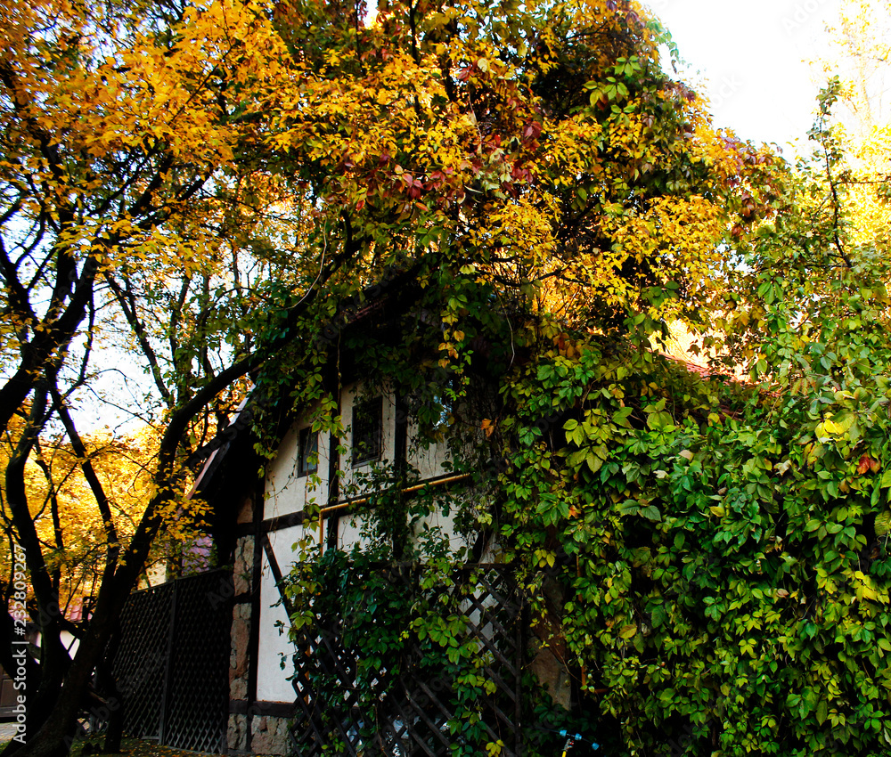 Autumn leaves on the background of the house