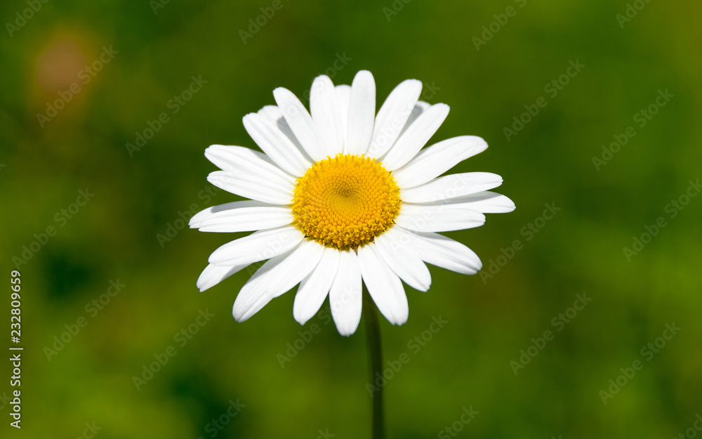 Fototapeta premium Сamomile - Matricária