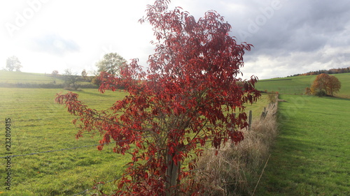 Herbstlich roter Strauch photo