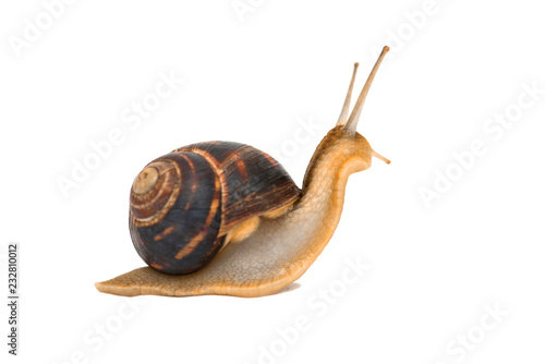 Snail isolated on white. Garden snail escapes. white background. Crawling snail isolated on a white background