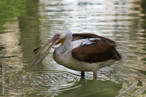 Animals at the Zoo