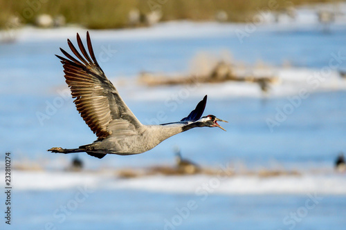 Eurasian crane