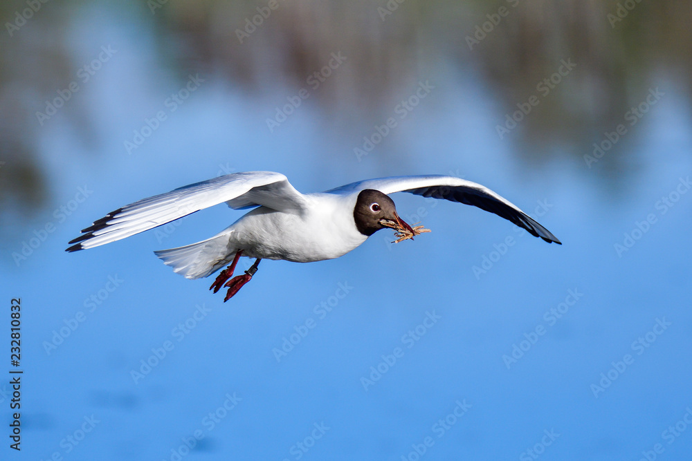 Obraz premium Black-headed Gull