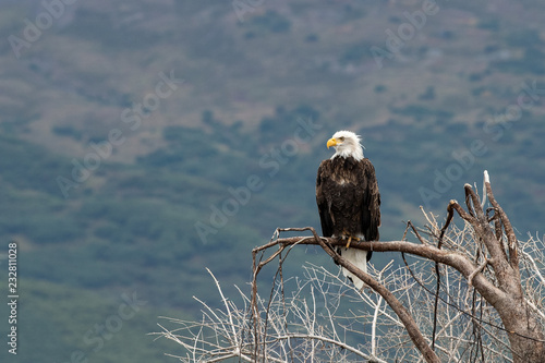 Eagle on branch photo