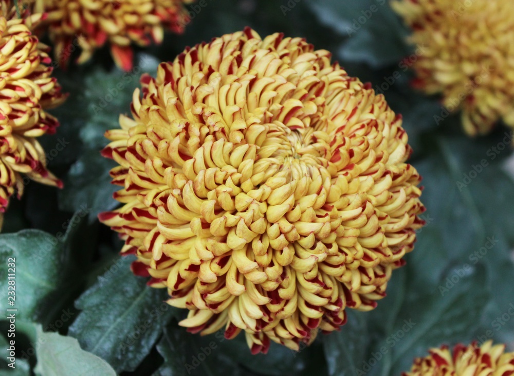 ORANGE & GOLD BALL CHRYSANTHEMUMS ORANGE & GOLD BALL CHRYSANTHEMUMS