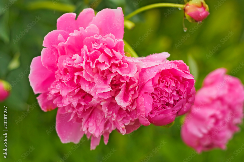 Fototapeta premium Pink peonies as a bouquet in the garden. Pink peonies with white border with raindrops.