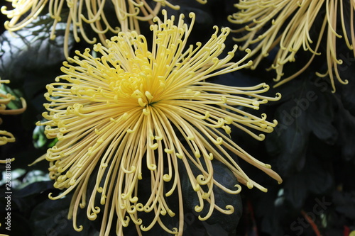 YELLOW SPIDER CHRYSANTHEMUMS