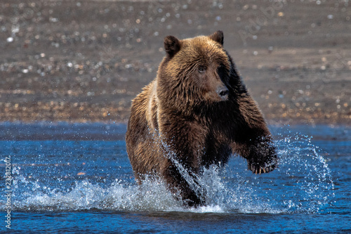Coastal Brown Bear © Kenneth