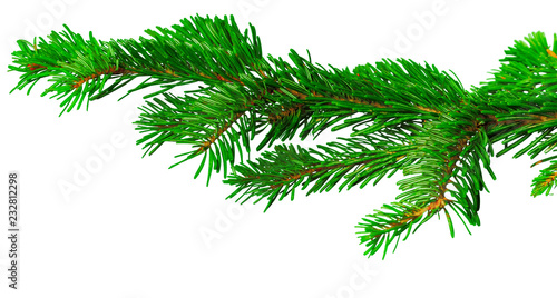 Fir branch isolated on white background